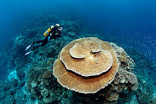 潜水,看,刷,珊瑚,印度洋,南马累环礁,马尔代夫,亚洲