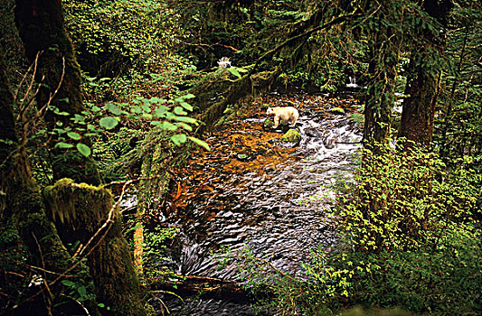 灵熊,白色,黑熊,只有,大熊雨林,海岸,不列颠哥伦比亚省,加拿大