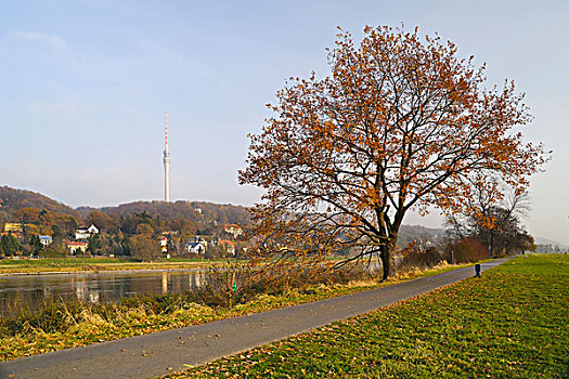 秋天,树,易北河,德累斯顿,电视塔,背影,萨克森,德国,欧洲