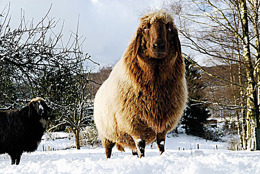 绵羊,冬天
