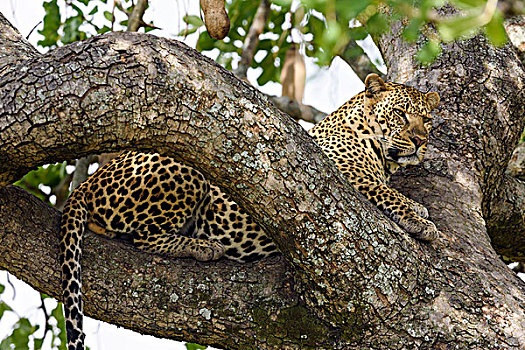 豹,雄性,放松,香肠,树,马赛马拉,肯尼亚,非洲