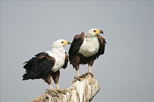 非洲鱼鹰,伴侣,吼海雕,乔贝,河,乔贝国家公园,博茨瓦纳,非洲