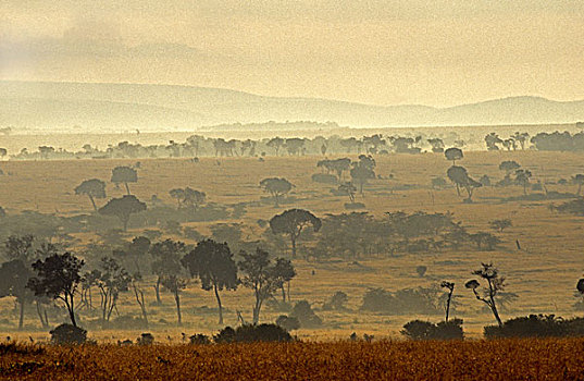 雾状,大草原,马赛马拉,公园,肯尼亚