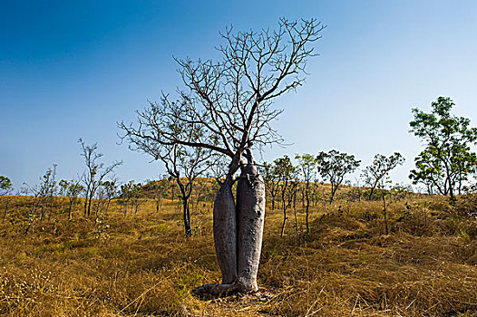 树,情侣,猴面包树,靠近,金伯利,西澳大利亚州