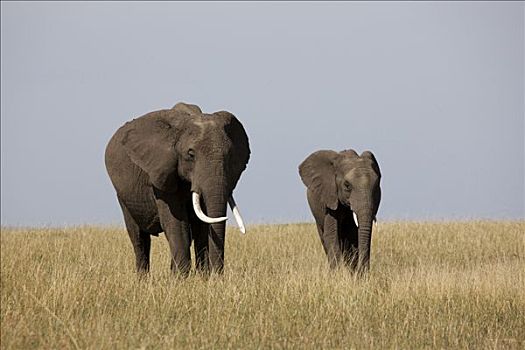 非洲象,幼兽,地点,马赛马拉国家保护区,肯尼亚