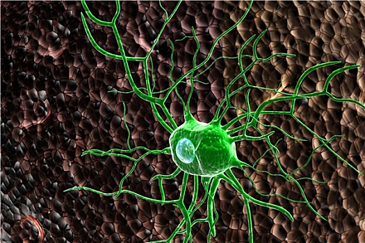 神经,细胞
