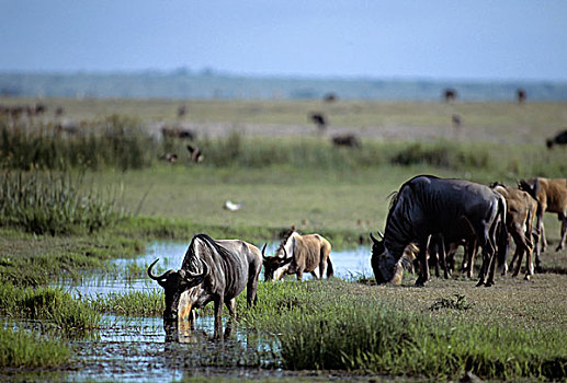 肯尼亚,安伯塞利国家公园,公园,角马,喝,水潭