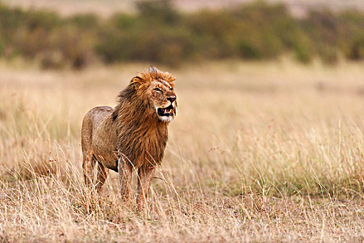 雄性,狮子,晨光,马赛马拉,肯尼亚,非洲