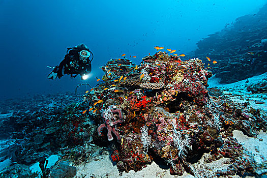潜水,看,珊瑚,不同,海绵,鱼群,印度洋,南马累环礁,马尔代夫,亚洲