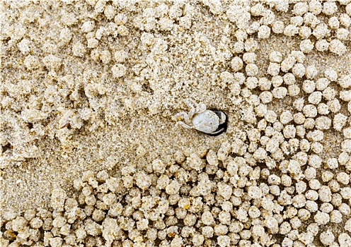 小,白色,螃蟹,移动,沙子,球