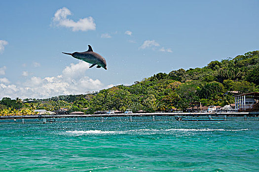 洪都拉斯,海湾群岛,钥匙,宽吻海豚,跳跃,室外,水,大幅,尺寸