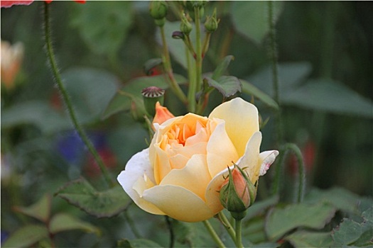 玫瑰,英式花园