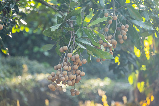 农场的树上挂着一串串成熟的龙眼果实