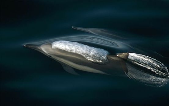 常见海豚,真海豚,平面,北下加利福尼亚州,墨西哥