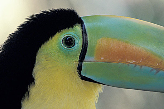 哥斯达黎加,巨嘴鸟,特写