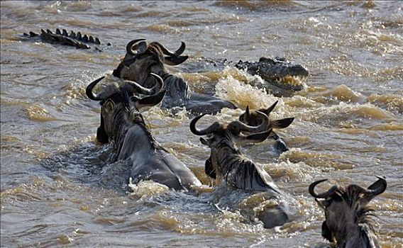 肯尼亚,马赛马拉,纳罗克地区,角马,游泳,马拉河,迁徙,塞伦盖蒂国家公园,坦桑尼亚北部,马赛马拉国家保护区,南方,大,鳄鱼,攻击,一个