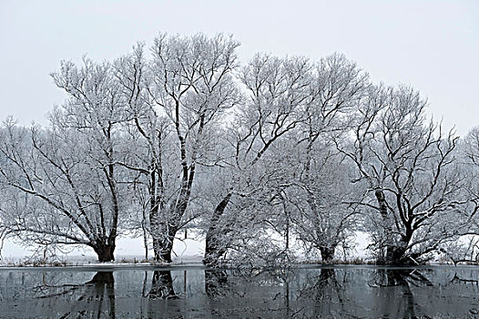 河,冰,桤木,树,北方,黑森州,德国,欧洲