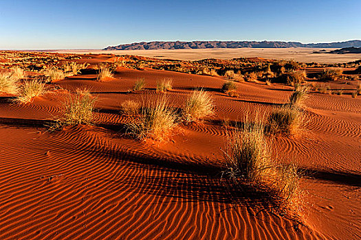 沙丘,草,晚上,亮光,山,背影,纳米布沙漠,纳米比亚,非洲