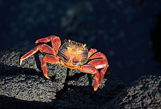 细纹方蟹,方蟹,黑色背景,火山岩,石头,费尔南迪纳岛,加拉帕戈斯群岛,厄瓜多尔,南美