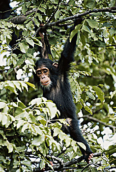 坦桑尼亚,冈贝河国家公园,幼兽,黑猩猩,悬挂,树林,大幅,尺寸