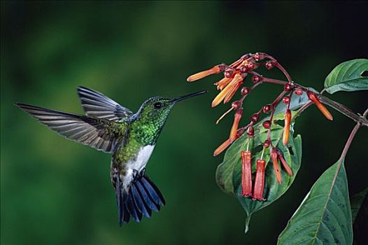 蜂鸟,飞,靠近,花,雾林,哥斯达黎加
