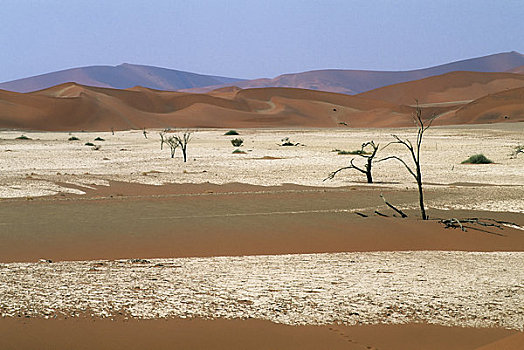 纳米比亚,纳米比诺克陆夫国家公园,索苏维来地区,沙丘,枯木