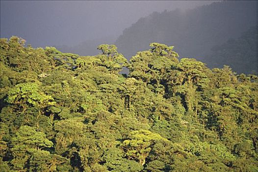 林冠层,山谷,蒙特维多云雾森林自然保护区,哥斯达黎加