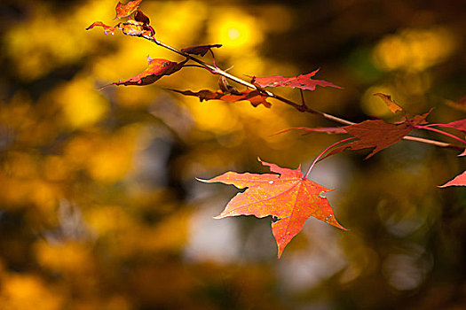 秋季的树叶