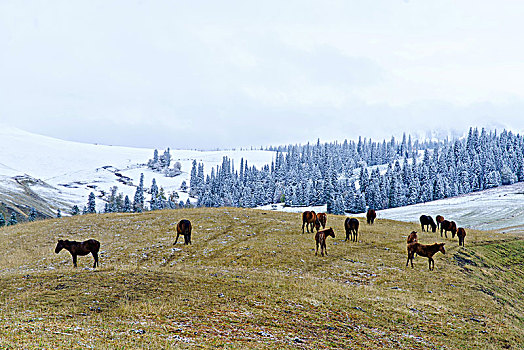 那拉提牧场雪景