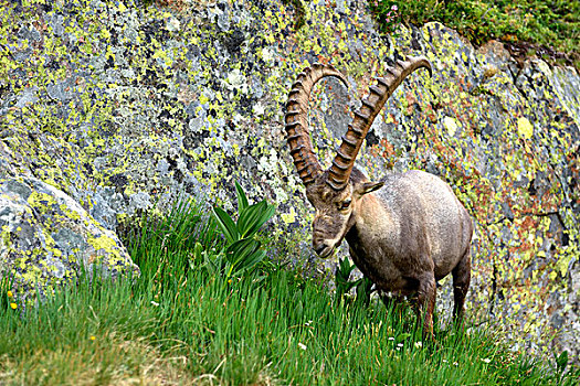 阿尔卑斯野山羊,羱羊,进食,靠近,夏蒙尼,法国,欧洲