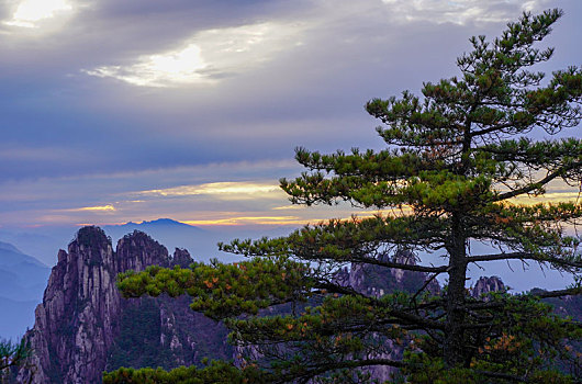 黄山松