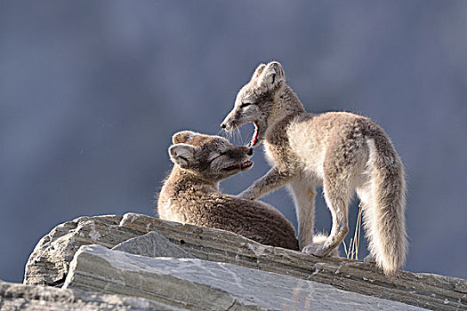 幼兽,北极狐,玩,国家公园,挪威,欧洲