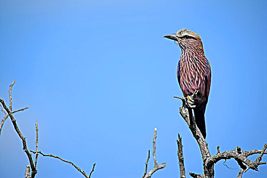 紫色,成年,栖息,细枝,萨比萨比酒店,克鲁格国家公园,南非