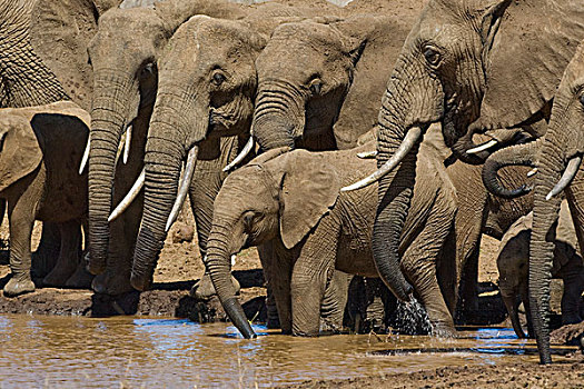 非洲象,牧群,喝,水潭,莱瓦野生动物保护区,北方,肯尼亚