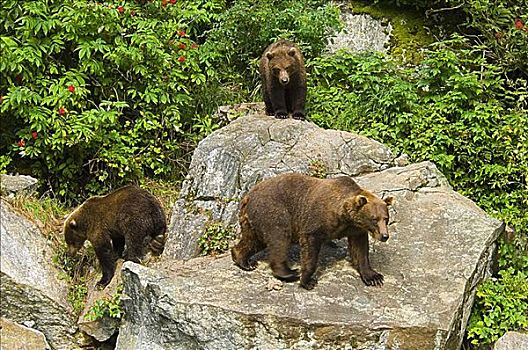俯拍,三个,大灰熊,棕熊,树林