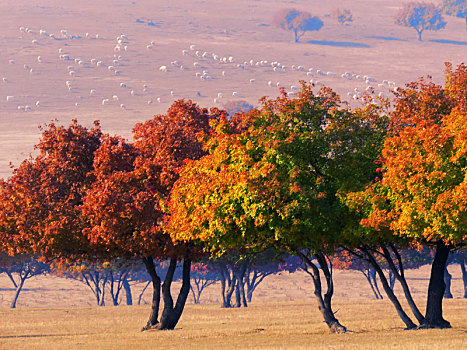 内蒙古代钦塔拉五角枫风景区秋季风光美