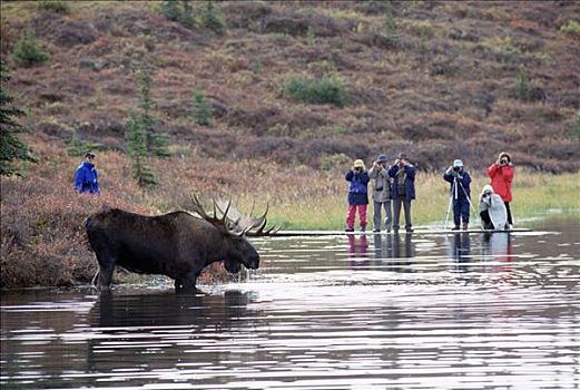 驼鹿,美洲驼鹿,雄性动物,游客,旺湖,德纳利国家公园和自然保护区,阿拉斯加