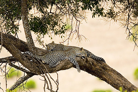 两个,豹,兄弟,睡觉,刺槐,马赛马拉,肯尼亚,东非