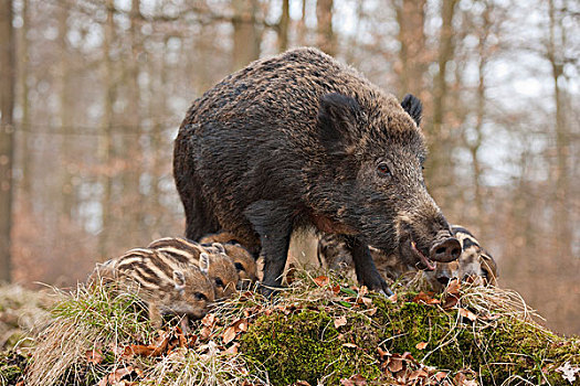 野猪,母猪,小猪,俘获,北莱茵威斯特伐利亚,德国,欧洲