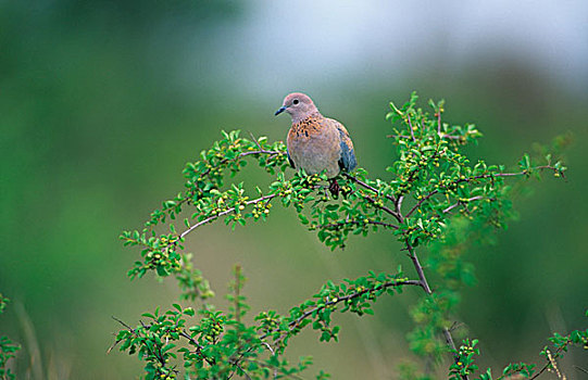 笑,鸽子,克鲁格国家公园,南非