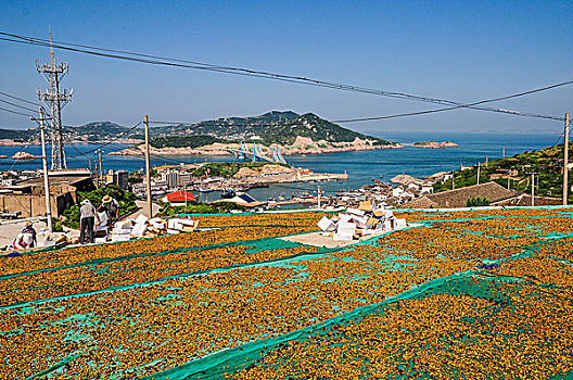 夏天嵊山岛上晒贻贝