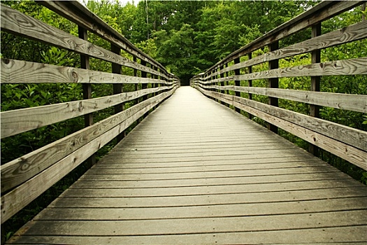 木桥,树林