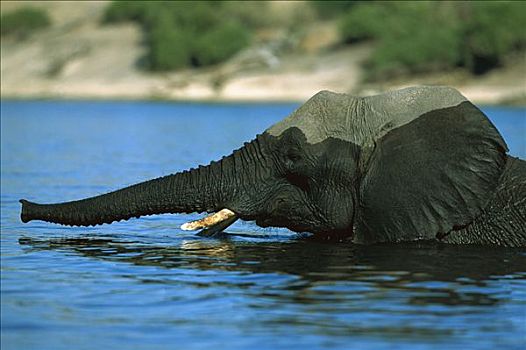 非洲象,涉水,水中,乔贝,河,博茨瓦纳