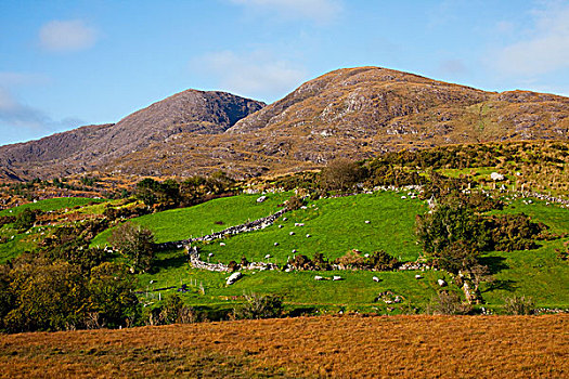 绵羊,放牧,地点,凯瑞郡,爱尔兰