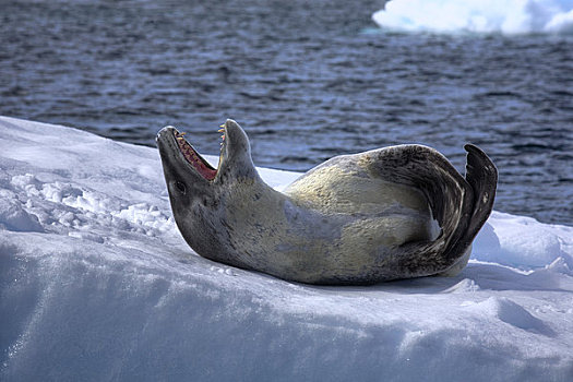 海豹,南极