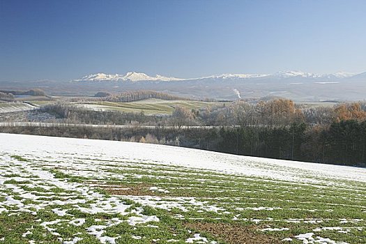 麦田,雪