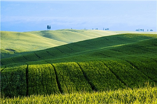绿色,地点,小麦