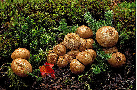 蘑菇,枫叶,国家森林,密歇根
