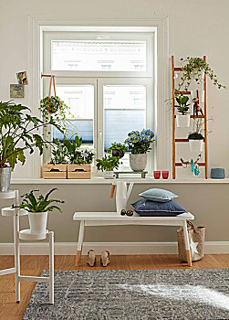 画廊,植物,白色,窗户,静物,木盒,梯子