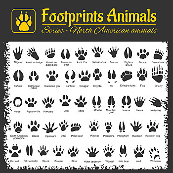 动物脚印,北美,动物,轨迹,矢量